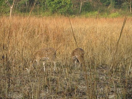 Spotted deer at Bijrani, Jim Corbett National Park, India