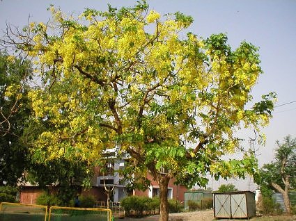 Amaltas tree in bloom India