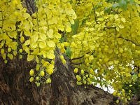 Amaltas blooms yellow