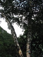 Birch tree in Garhwal Himalaya, Ghangharia