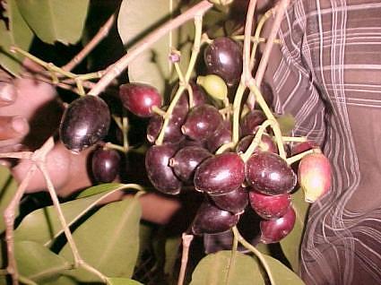 jamun india fruit vinegars wine subcontinent trees indian ayurvedic anandway
