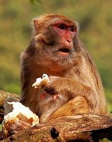 Red bottomed rhesus monkey in Lucknow India