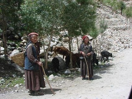 Ladakhi women out with their goats