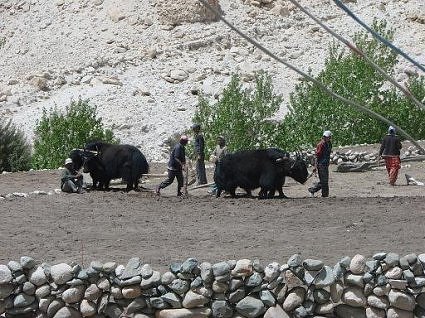 Yaks till fields in Ladakh