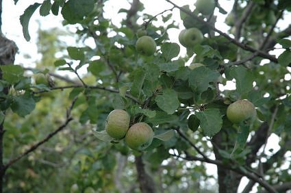 Organic apples at Hartola orchards, Himalaya, India