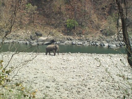 Elephant on the bank of river Ram Ganga, Dhikala, Jim Corbett National Park