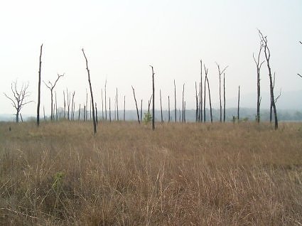 Grassland at Dhikala in summer, ideal for tigers to camoflouge in as they hunt 