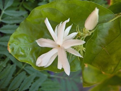 bela flower and bud, jasmine, garden calendar for july, north india