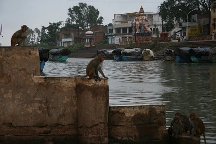 Monkeys on River Mandini's bank Chitrakoot