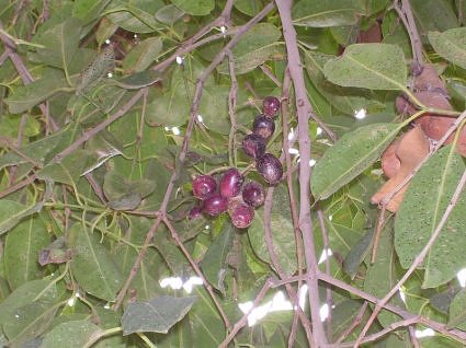 Jamun fruit on branch