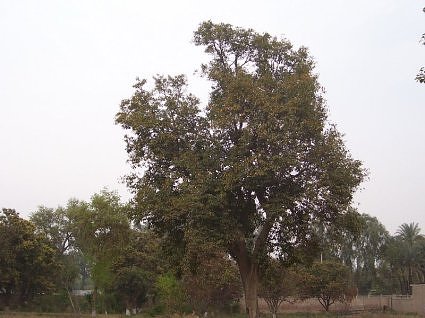 Jamun trees in the Indian subcontinent