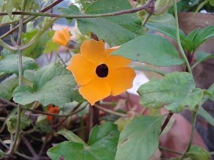 Thunbergia or little suzzy