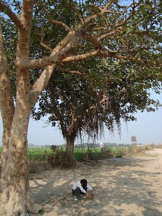 Tree on the dusttrack to Pani ghat
