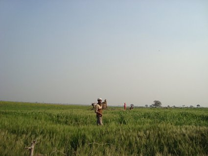 Wheat fields at Pani ghat, Vrindavan
