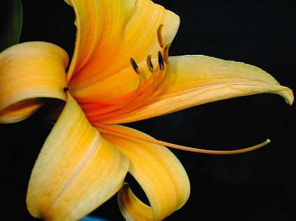 Day lily, garden calendar, India