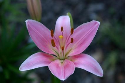 Pink rain lily, India garden calendar