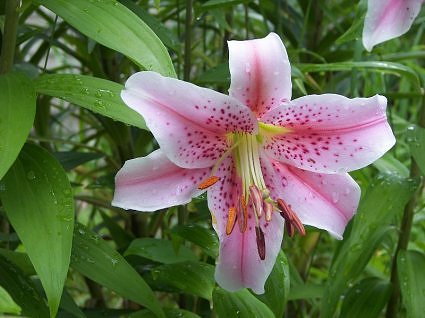 Star gazer lily, North Indian garden calendar