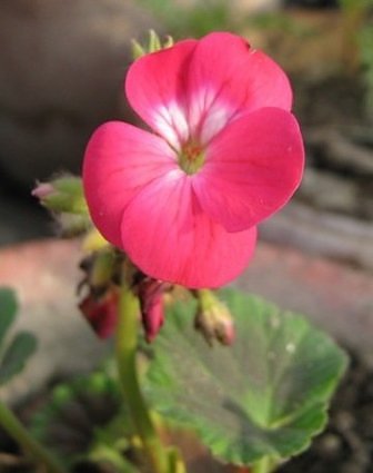pink Geranium flower ,terrace garden india