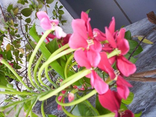 Pink Madhu malati in bloom