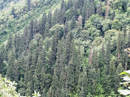 Deodar trees, Garhwal Himalaya, Ghangharia