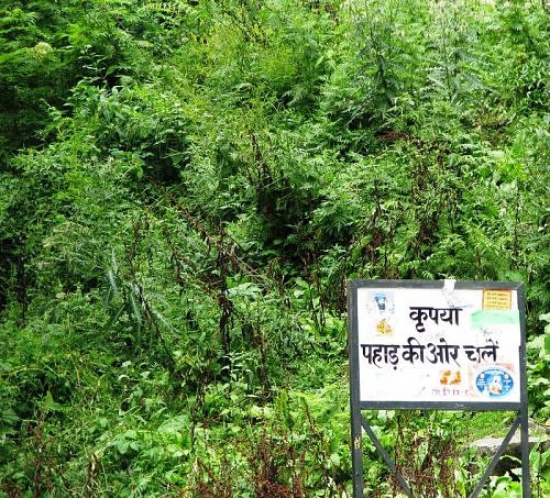 Wild herbs in Garhwal Himalaya