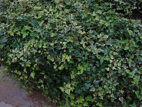 Ivy creeper in a garden at Nainital 