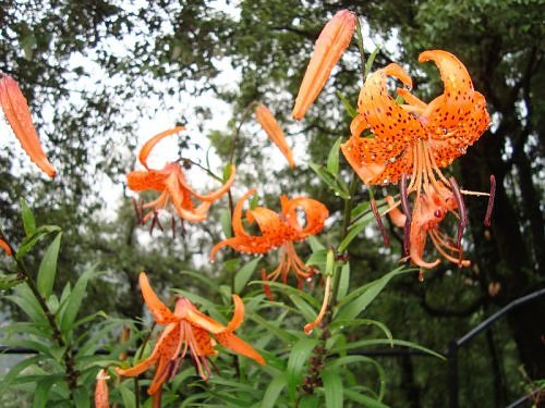 Day lily or Leopard Lily, Flora of Nainital, The Naini Retreat, Kumaon Himalaya