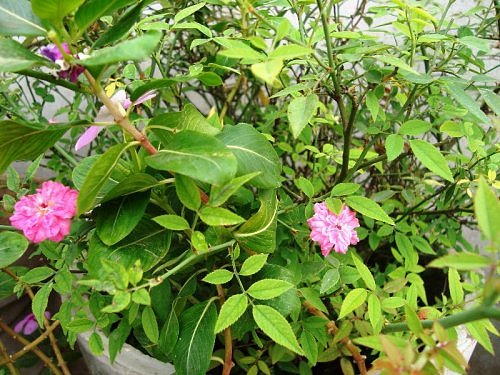 Button roses, miniature roses, floral shrub