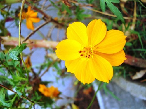Yellow cosmos, winter seasonal flower