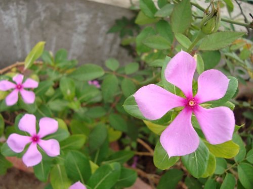 Periwinkle, sadabahar flower,summer seasonal flower, indian garden