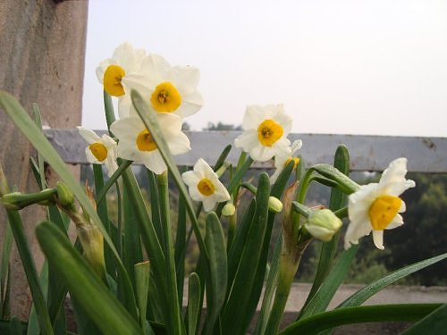 Narcissus in my rooftop garden in Lucknow, Uttar Pradesh, North India