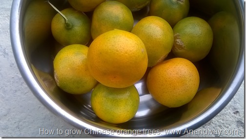 How to grow Chinese orange trees
