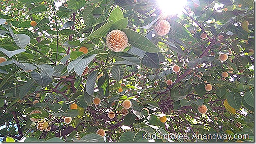 flowering kadamb tree Indian flora