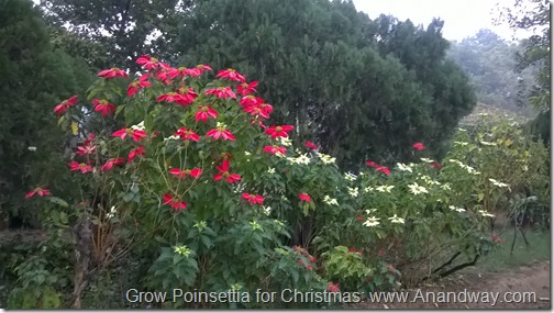 how to grow poinsettia for Christmas