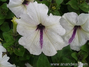 petunia in north indian garden (10)
