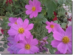 Cosmos flowers  for my bee garden in Lucknow, India