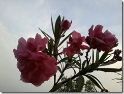 Oleander flower shrub  for bees garden in Lucknow India