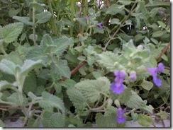 Lemon balm for bee garden in March, Lucknow, India