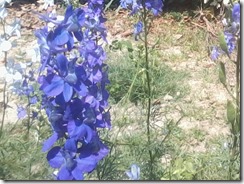 Larkspur flowers  for my bee garden in Lucknow, India