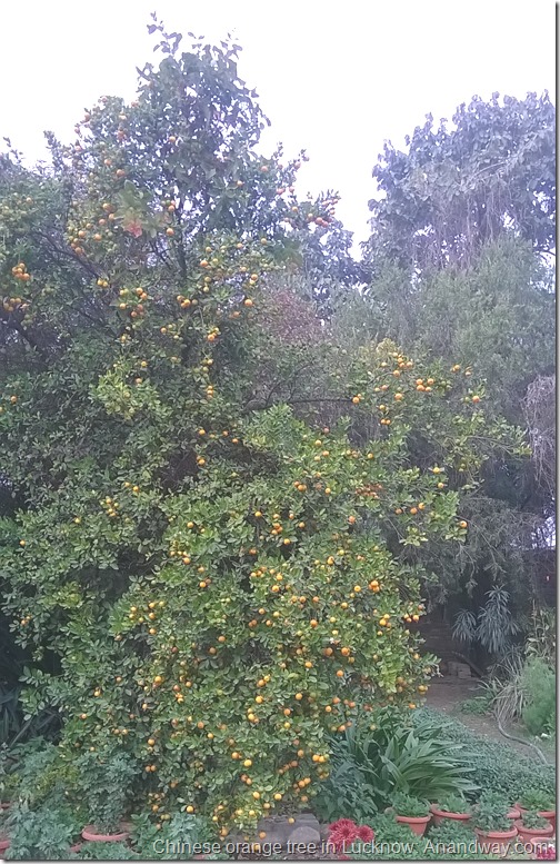 orange tree garden