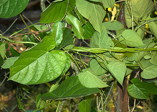 Giloi Amruth plant herb