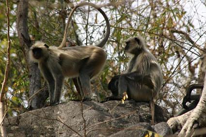 Langur monkeys at Hanuman dhara, Chitrakut