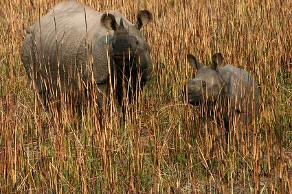 One horned rhino at Dudhwa National Park