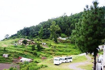 Pine tree at Khurpatal Uttarakhand