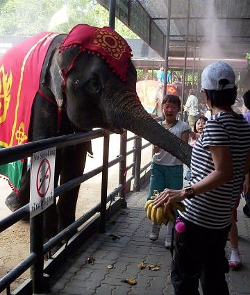 How about an elephant as your masseur