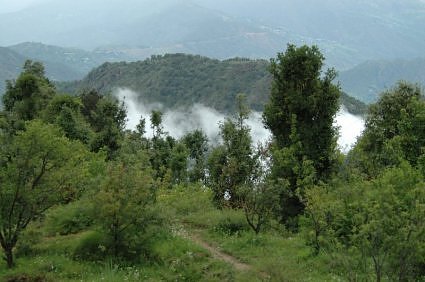 Oaks, pines and deodars in the Himalayas, Hartola