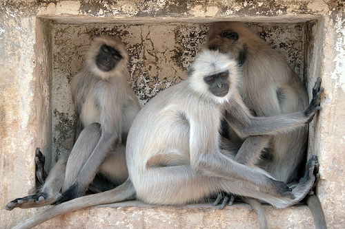 Black faced langoor monkeys at hanuman dhara