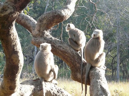 Monkeys at Jim Corbett National Park