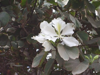White kachnar bloom