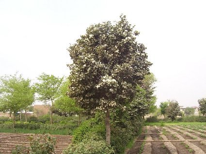 White kachnar tree